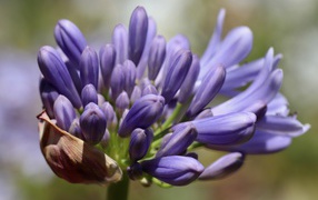 Синий цветок Агапантус распускается