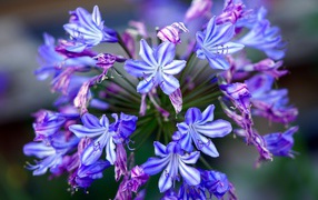 Голубые цветы агапантус крупным планом 