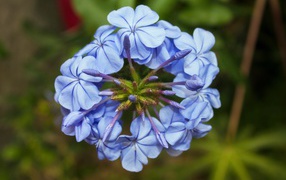 Голубой цветок плюмбаго крупным планом