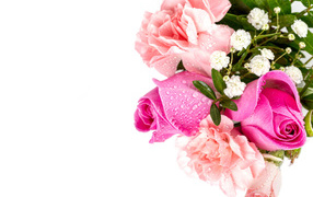 Букет розовых роз с гвоздиками в каплях росы на белом фоне