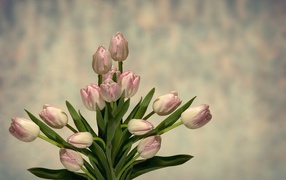 Букет розовых тюльпанов с зелеными листьями на сером фоне 