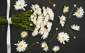 Букет белых хризантем на черном фоне