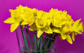 Букет желтых цветов нарцисса в стеклянной вазе на сиреневом фоне