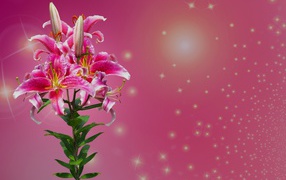 Ветка цветов лилии на розовом фоне 