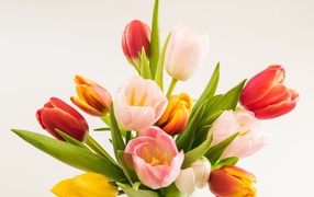 Бутоны разноцветных тюльпанов на сером фоне