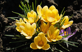 Куст маленьких желтых цветов крокуса на клумбе 