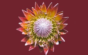 Цветок кактуса на коричневом фоне