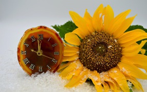 Часы и желтый подсолнух лежат на снегу 