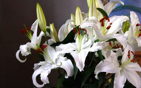 Нежный букет белых лилий с бутонами