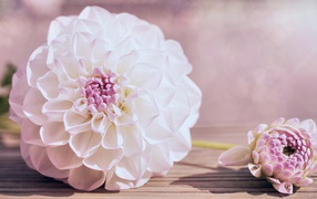 Нежный кремовый цветок георгина на столе