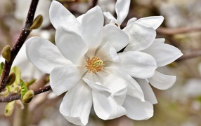 Нежные цветы белой магнолии на ветке