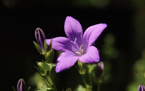 Нежный сиреневый колокольчик с бутонами крупным планом
