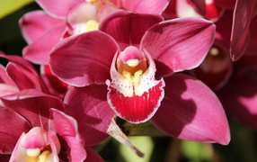 Нежный розовый цветок красивой орхидеи крупным планом