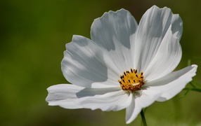 Нежные белые лепестки цветка космеи 