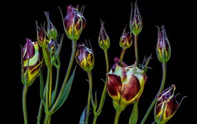 Цветы эустомы распускаются на черном фоне