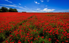 Поле красных маков под голубым небом летом