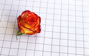 Fleur rose sur papier quadrillé