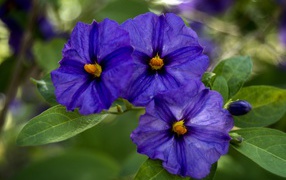 Куст цветов горечавки крупным планом