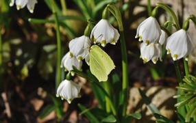Зеленая бабочка сидит на белых подснежниках 