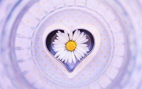 Сердце с белой ромашкой на тарелке 