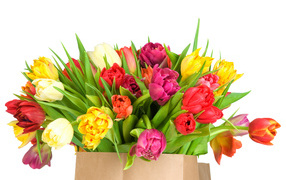 Огромный букет тюльпанов на белом фоне