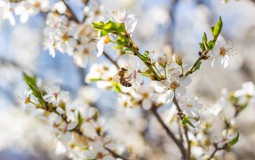 Большая вишневая ветка с белыми цветами