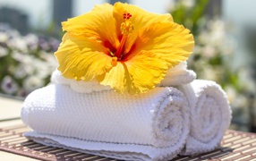 Большой цветок гибискуса с белыми полотенцами
