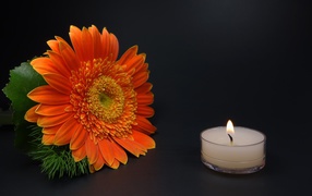 Большой оранжевый цветок герберы с зажженной свечой