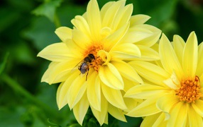 Большие желтые цветы георгина с пчелой на клумбе