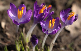 Сиреневые цветы крокуса с желтой серединкой крупным планом