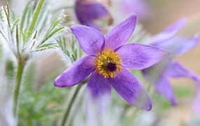 Сиреневый цветок прострел крупным планом 