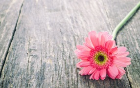 Одинокий цветок розовой герберы на сером столе