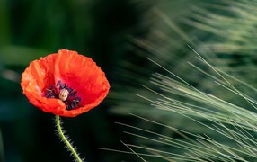 Одинокий красный мак на поле с пшеницей 