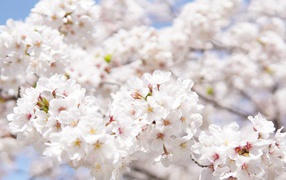 Пышные белые цветы вишни на ветке