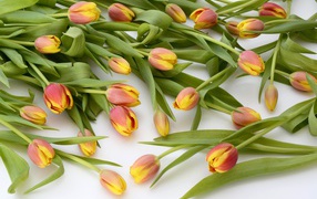 Много оранжевых тюльпанов с зелеными листьями на белом фоне