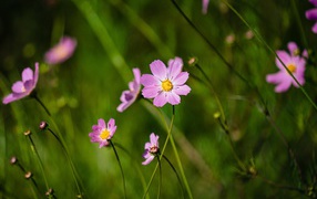 Много розовых цветов космеи на поле 