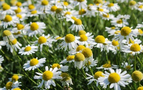 Много белых полевых ромашек с желтой серединкой