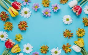 Разноцветные хризантемы и тюльпаны на голубом фоне 