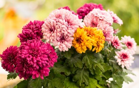 Разноцветные хризантемы крупным планом