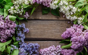 Разноцветная сирень на деревянном фоне 