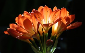 Оранжевые цветы амариллиса на ветке