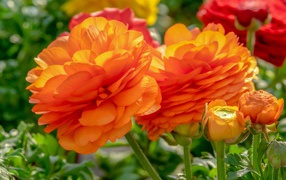 Оранжевые цветы лютика с бутонами на клумбе