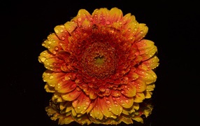 Оранжевый цветок хризантемы в каплях росы на черном фоне