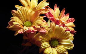 Оранжевые цветы хризантемы на черном фоне