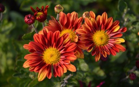 Оранжевые цветы хризантемы с бутонами на клумбе