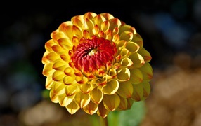 Оранжевый цветок  георгина крупным планом