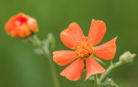 Оранжевый цветок гравилат с бутоном крупным планом