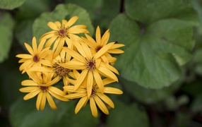 Оранжевые цветы бузульник крупным планом 