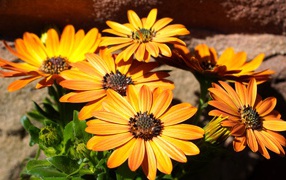 Оранжевые цветы остеоспермум на столе