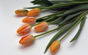 Оранжевые цветы тюльпаны с зелеными листьями на белом фоне